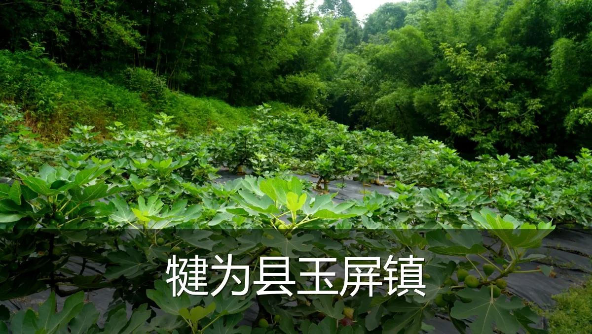 犍为县玉屏镇