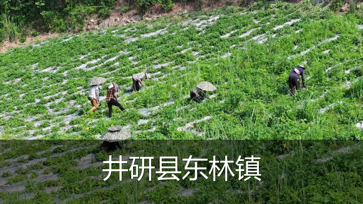井研县东林镇