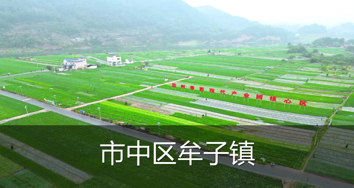 市中区牟子镇