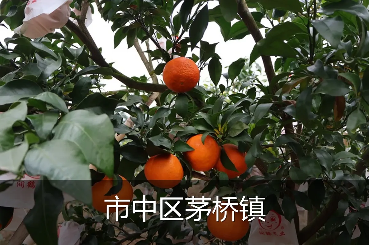 市中区茅桥镇